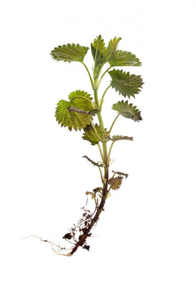 Nettle root a component of the TestoUltra formula