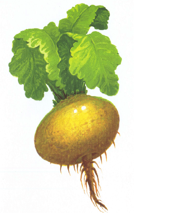 turnip to increase power