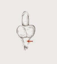 power muscles and their tension to increase power