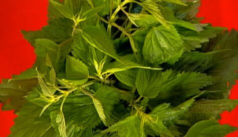 Nettle a popular remedy to increase male strength
